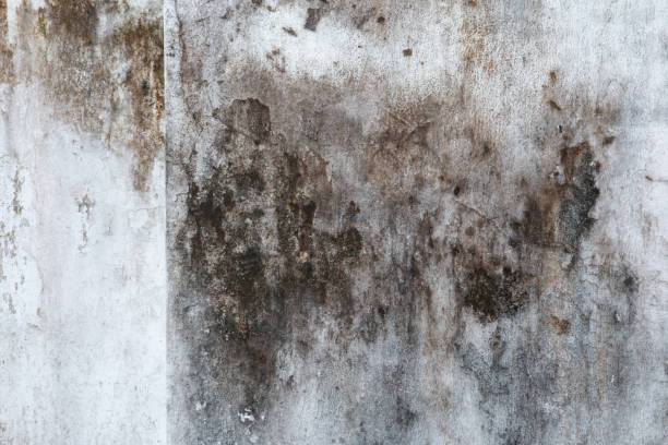Best Industrial Mold Remediation  in Woodbine, GA