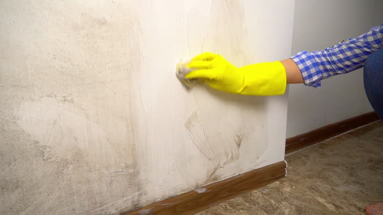 Best Mold Odor Removal Services  in Woodbine, GA