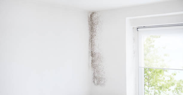 Best Biohazard Mold Removal  in Woodbine, GA