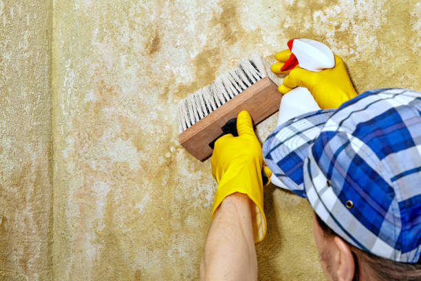 Best HVAC Mold Inspection and Cleaning  in Woodbine, GA