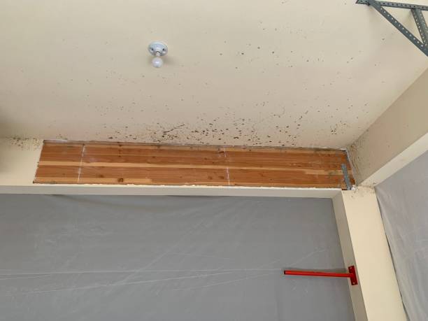 Best Indoor Air Quality Assessment  in Woodbine, GA