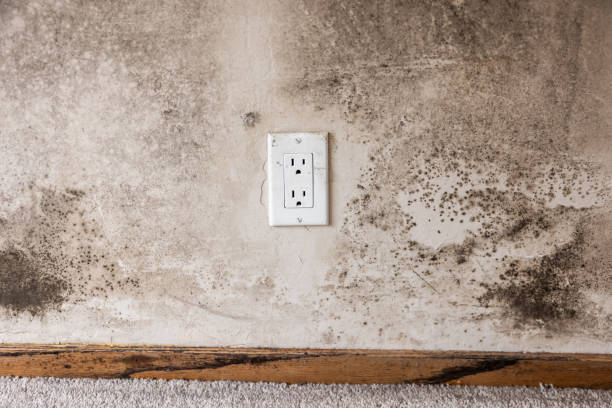 Best Comprehensive Air Testing for Mold Contaminants  in Woodbine, GA