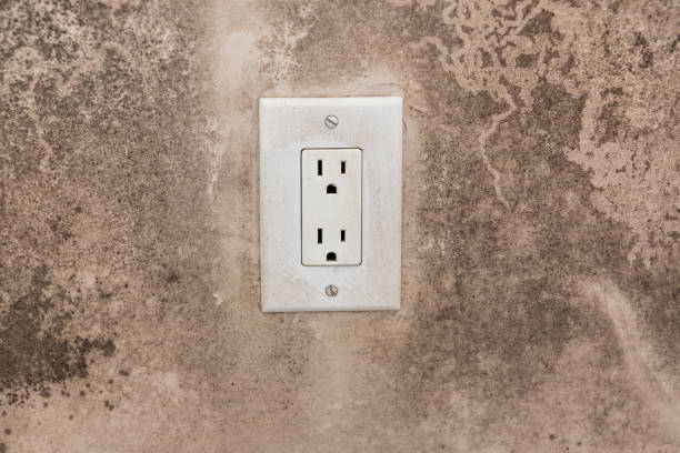 Best Emergency Mold Remediation  in Woodbine, GA