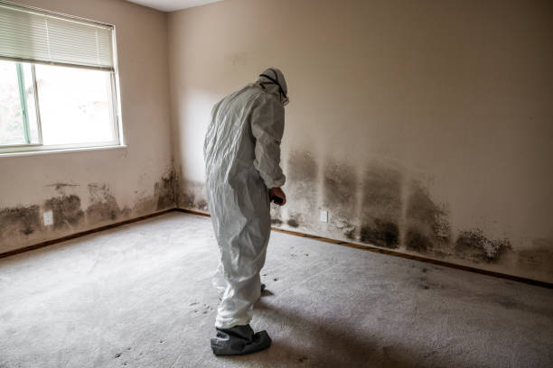 Best Mold Prevention Services  in Woodbine, GA