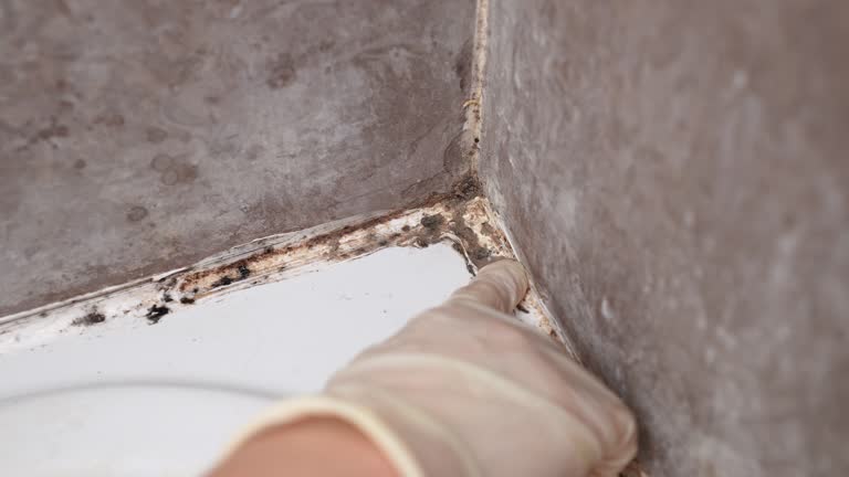 Best Dehumidification Services  in Woodbine, GA