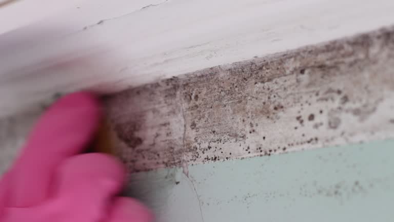 Best Basement Mold Removal  in Woodbine, GA